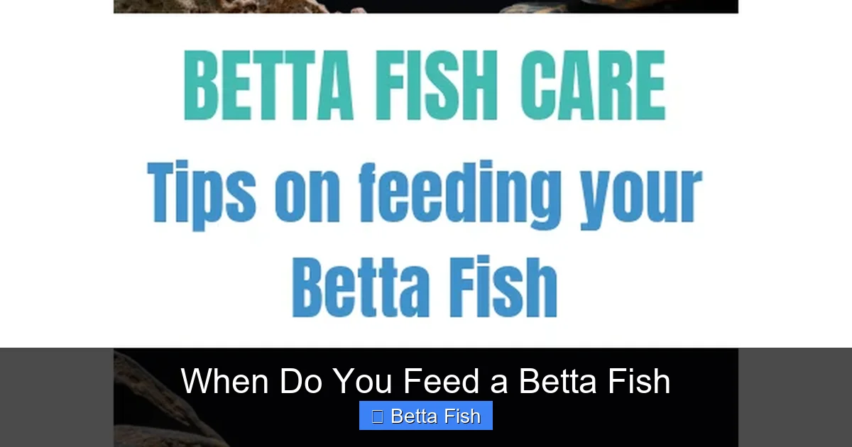 When Do You Feed a Betta Fish