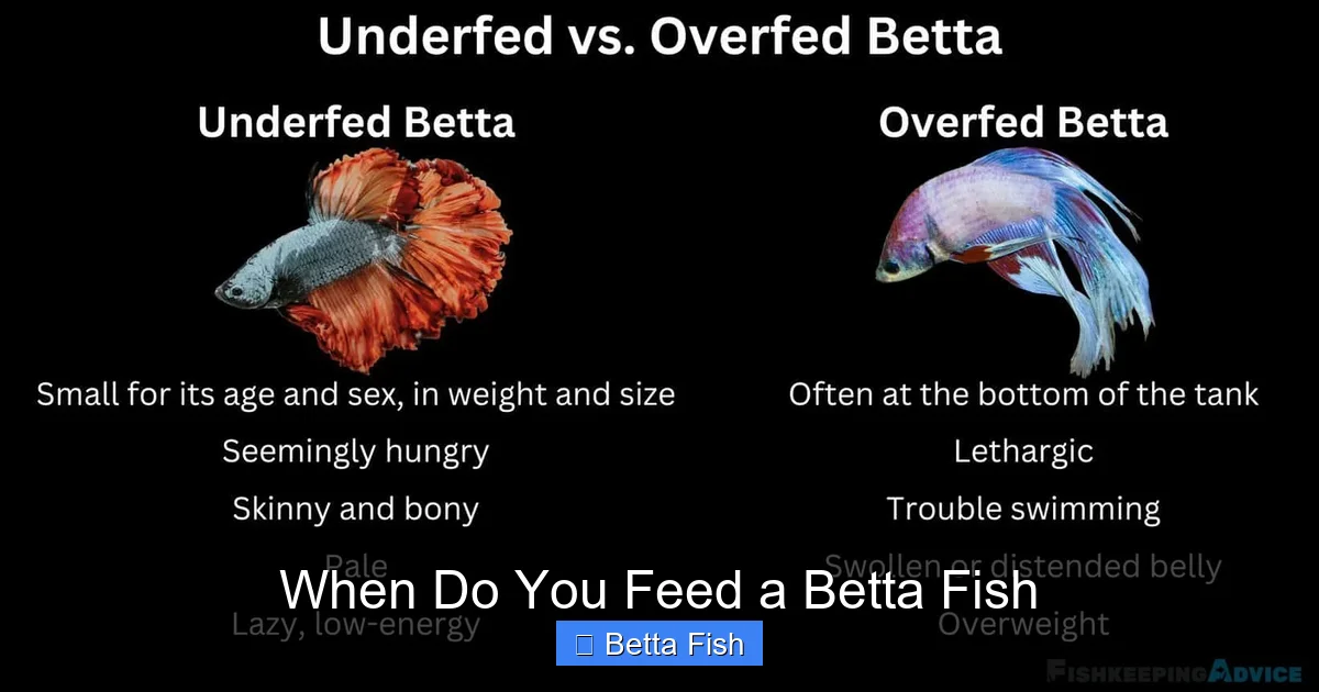 When Do You Feed a Betta Fish
