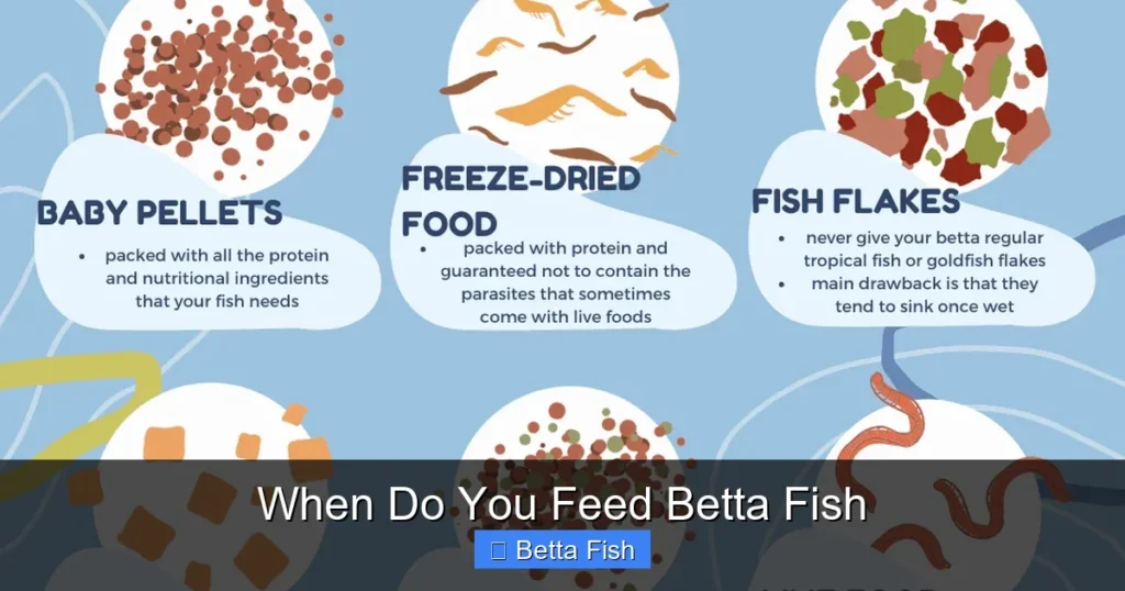 When Do You Feed Betta Fish