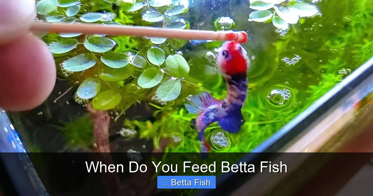 When Do You Feed Betta Fish