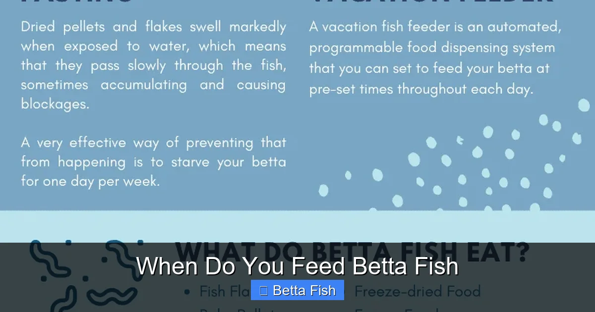 When Do You Feed Betta Fish