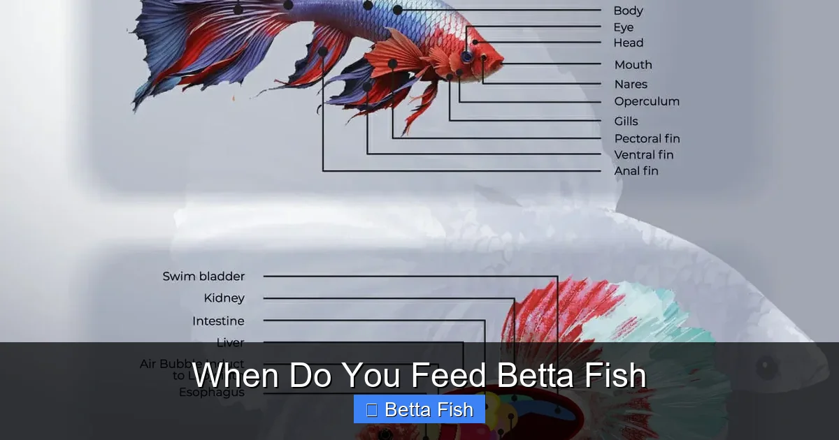When Do You Feed Betta Fish