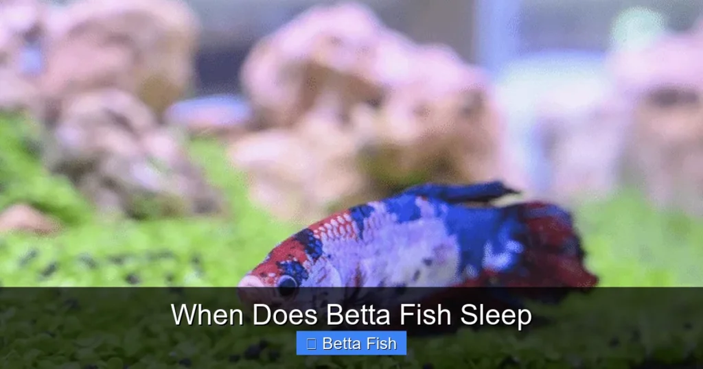 When Does Betta Fish Sleep