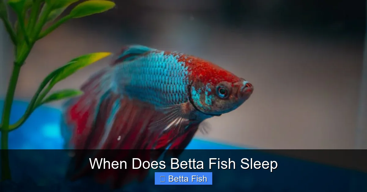 When Does Betta Fish Sleep