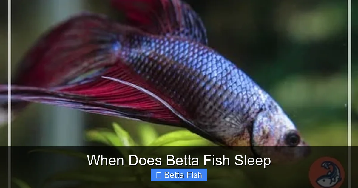 When Does Betta Fish Sleep