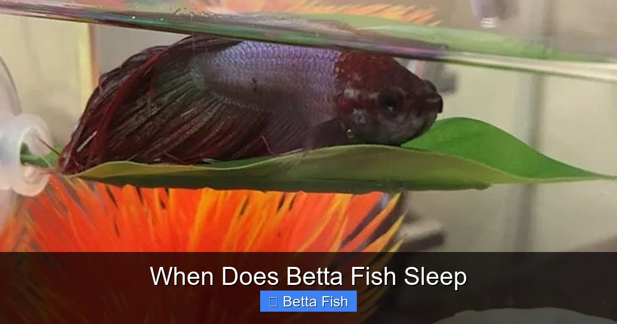 When Does Betta Fish Sleep