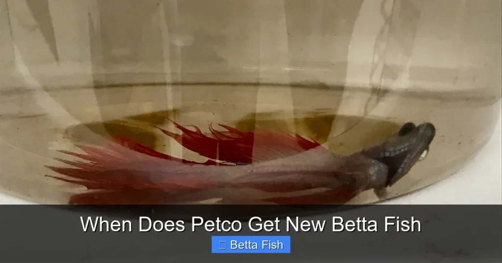 When Does Petco Get New Betta Fish