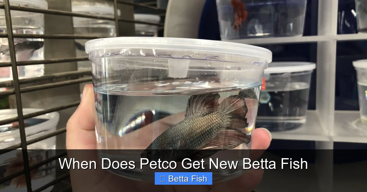 When Does Petco Get New Betta Fish