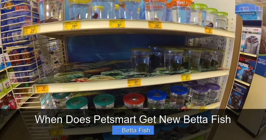 When Does Petsmart Get New Betta Fish