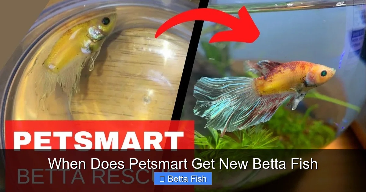 When Does Petsmart Get New Betta Fish