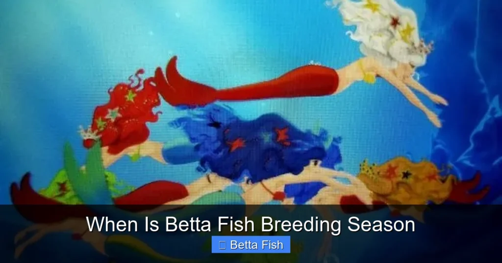 When Is Betta Fish Breeding Season