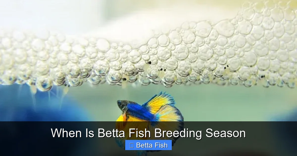 When Is Betta Fish Breeding Season
