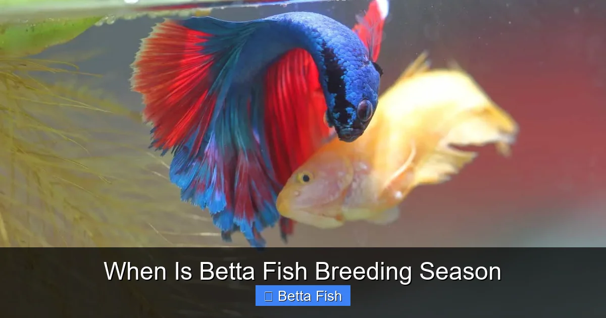 When Is Betta Fish Breeding Season