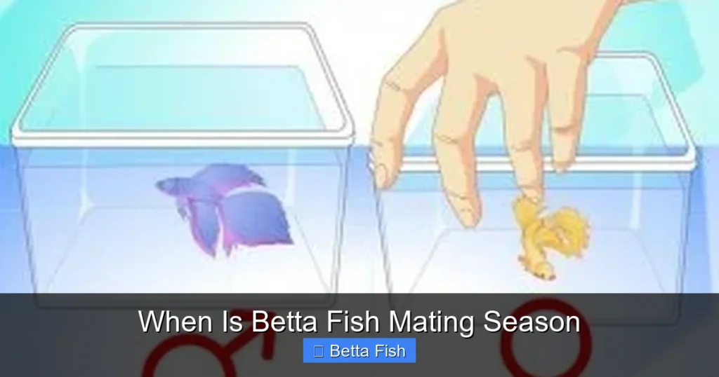 When Is Betta Fish Mating Season