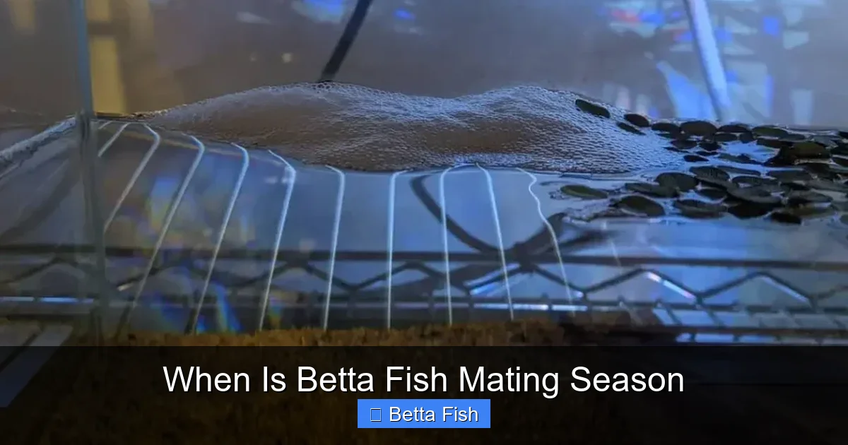 When Is Betta Fish Mating Season