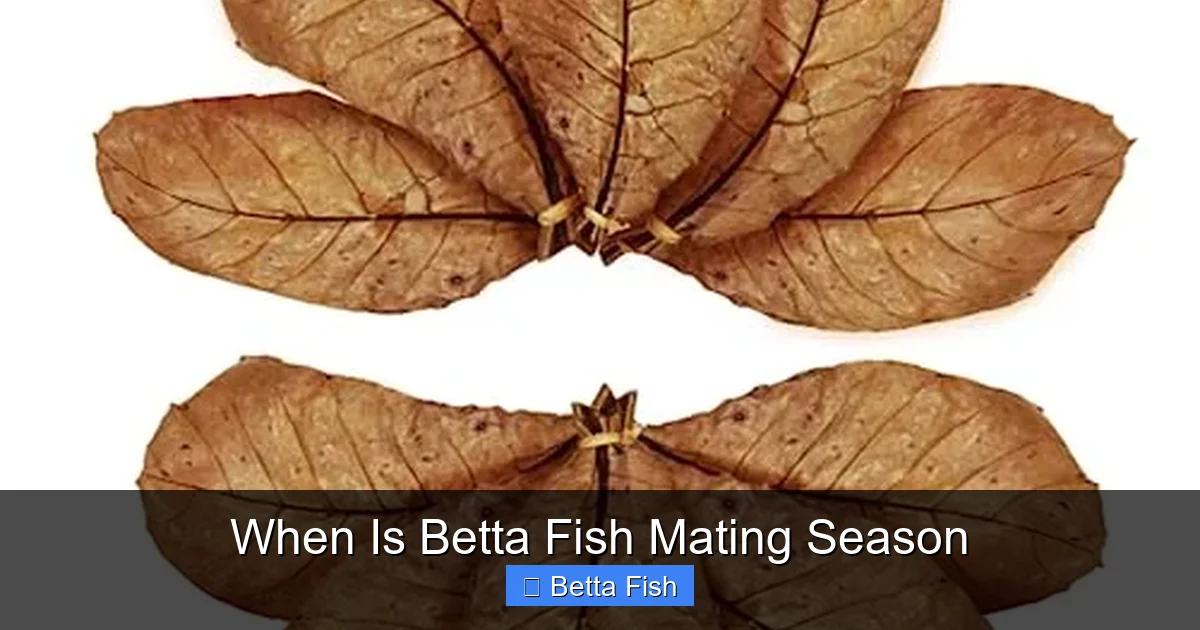 When Is Betta Fish Mating Season