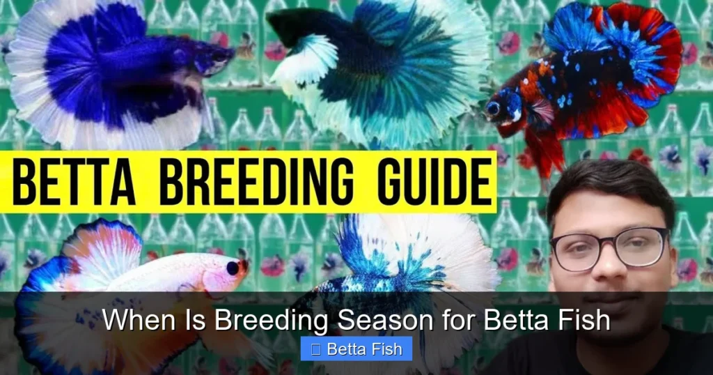When Is Breeding Season for Betta Fish