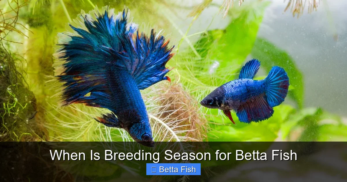 When Is Breeding Season for Betta Fish