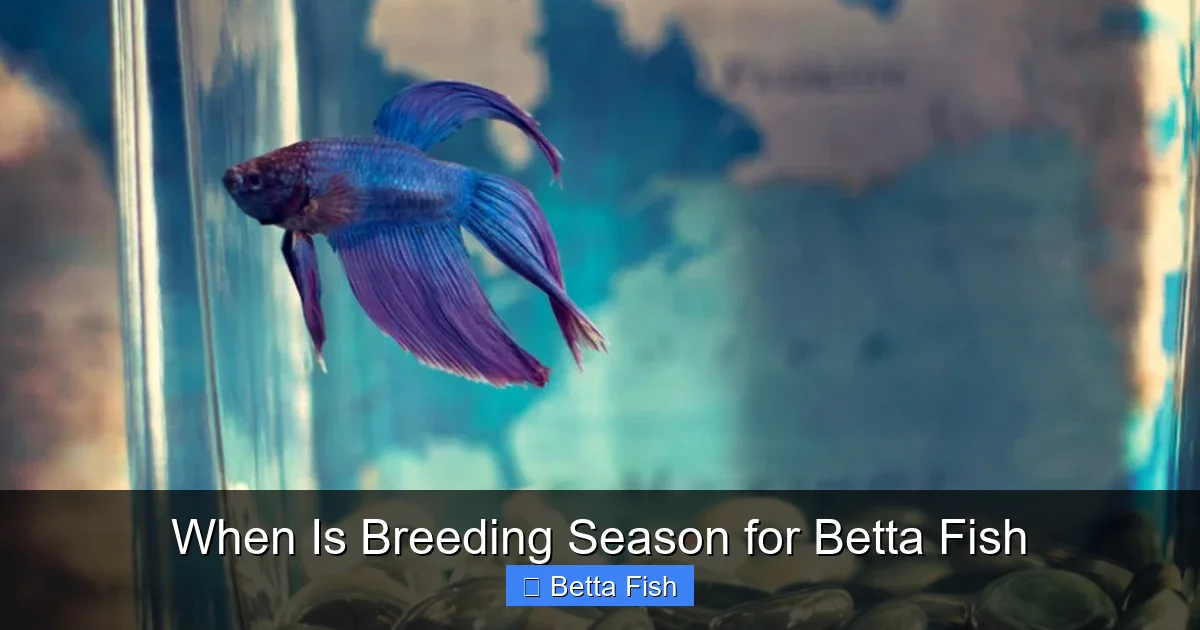 When Is Breeding Season for Betta Fish