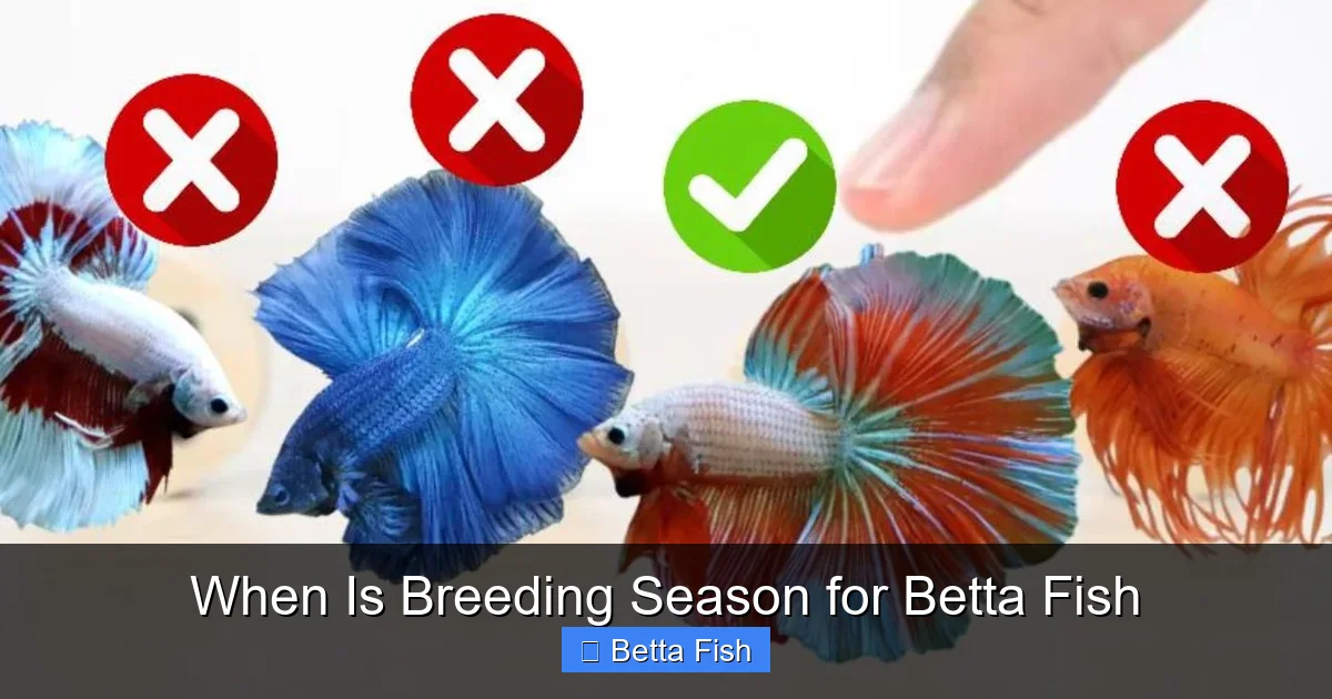 When Is Breeding Season for Betta Fish