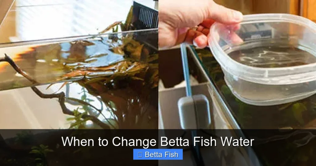 When to Change Betta Fish Water