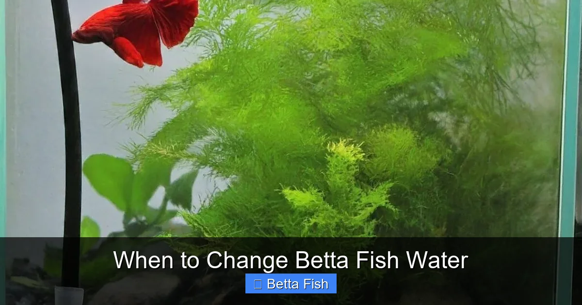 When to Change Betta Fish Water