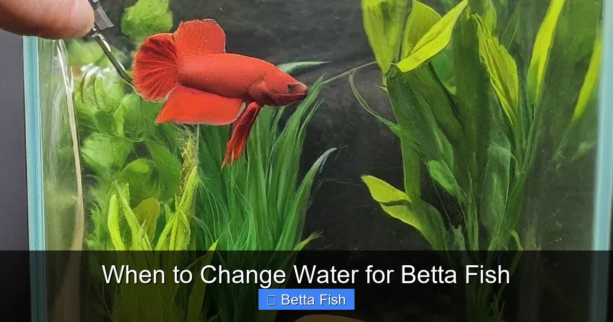 When to Change Water for Betta Fish