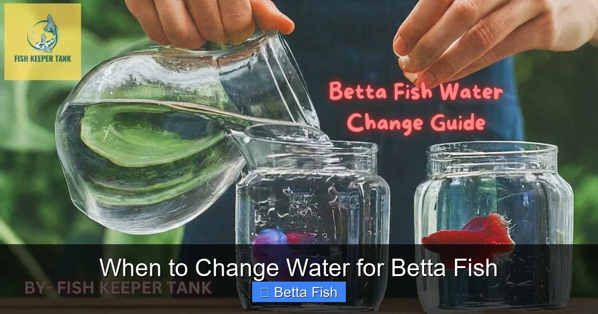 When to Change Water for Betta Fish