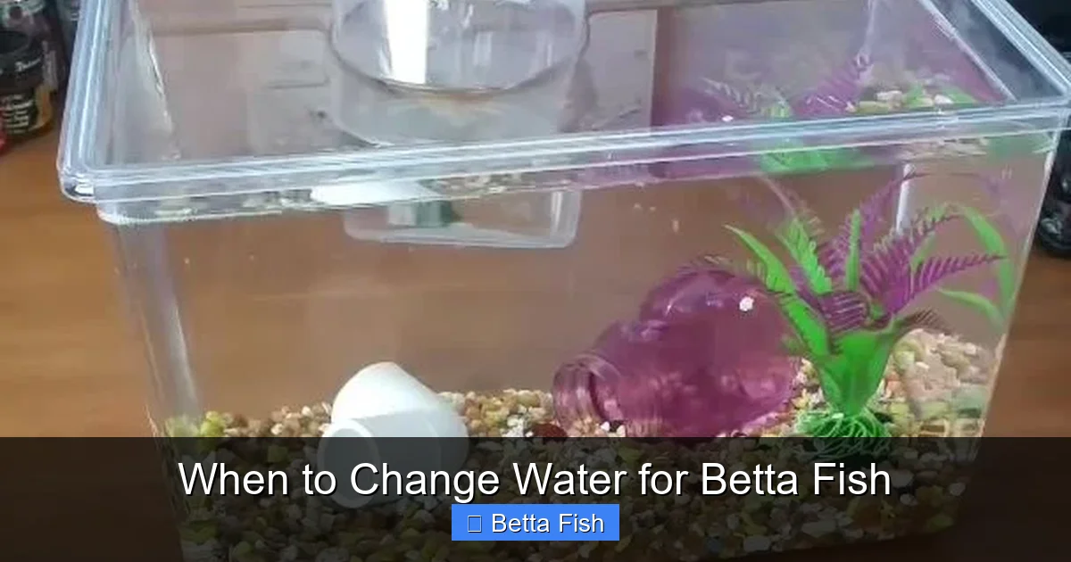 When to Change Water for Betta Fish