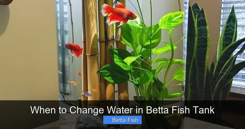When to Change Water in Betta Fish Tank