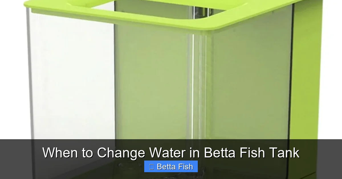 When to Change Water in Betta Fish Tank
