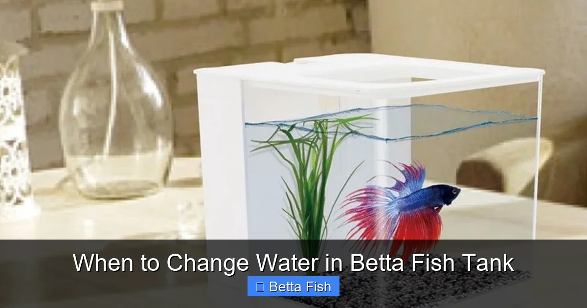 When to Change Water in Betta Fish Tank