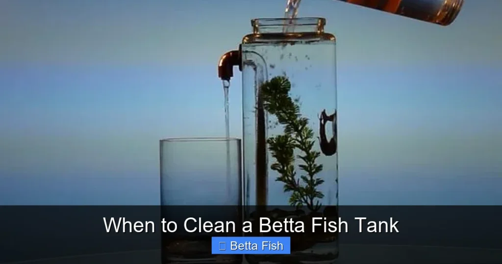 When to Clean a Betta Fish Tank