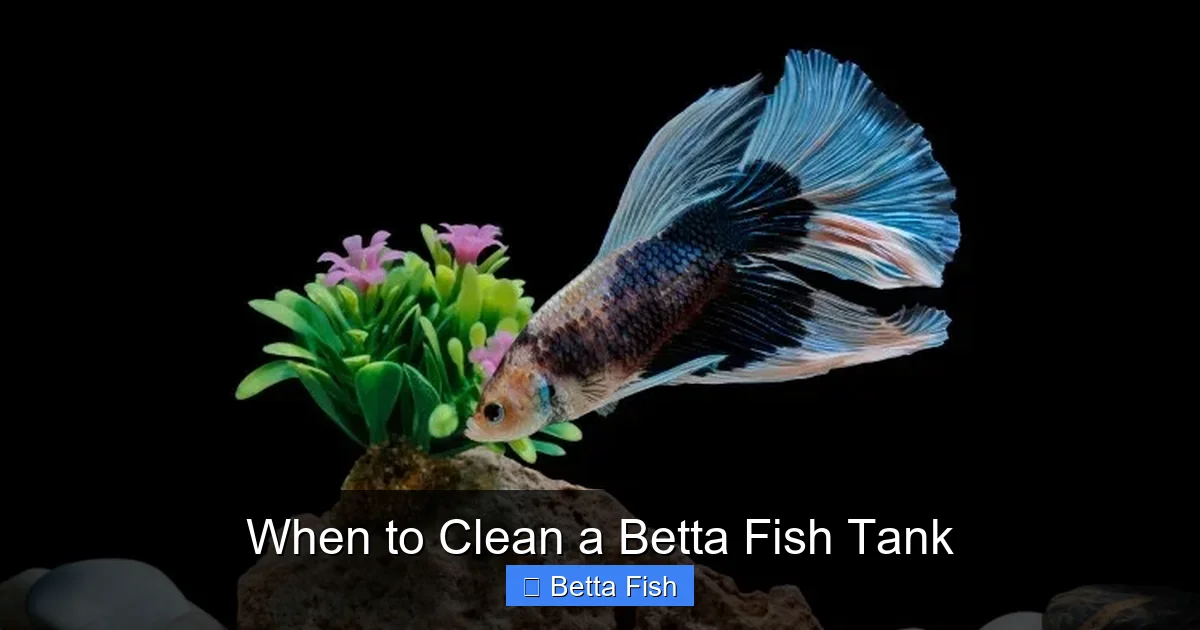 When to Clean a Betta Fish Tank