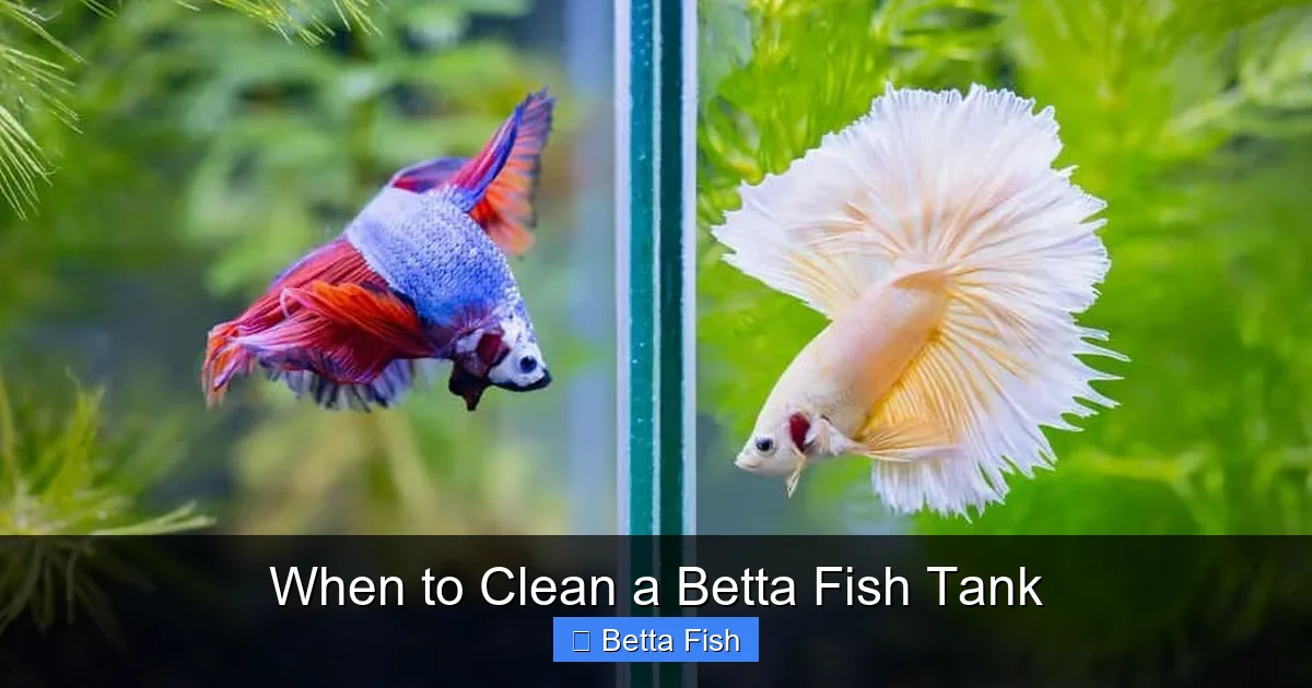 When to Clean a Betta Fish Tank