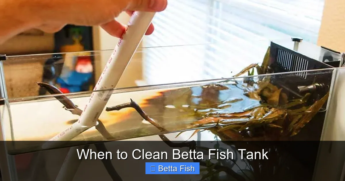 When to Clean Betta Fish Tank
