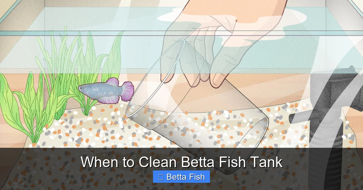 When to Clean Betta Fish Tank