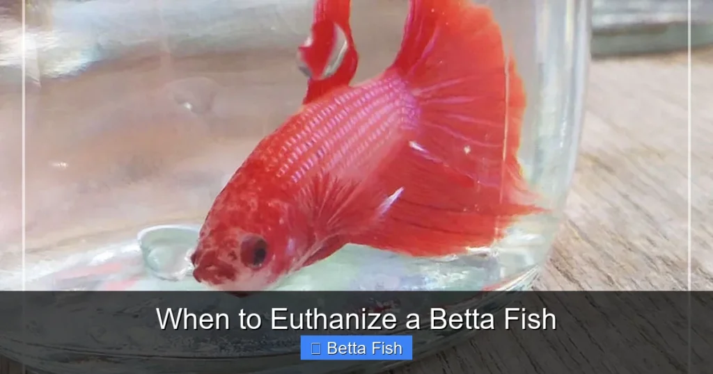 When to Euthanize a Betta Fish