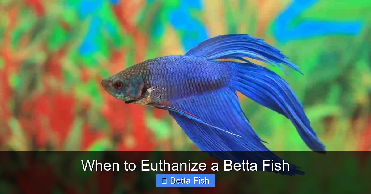 When to Euthanize a Betta Fish