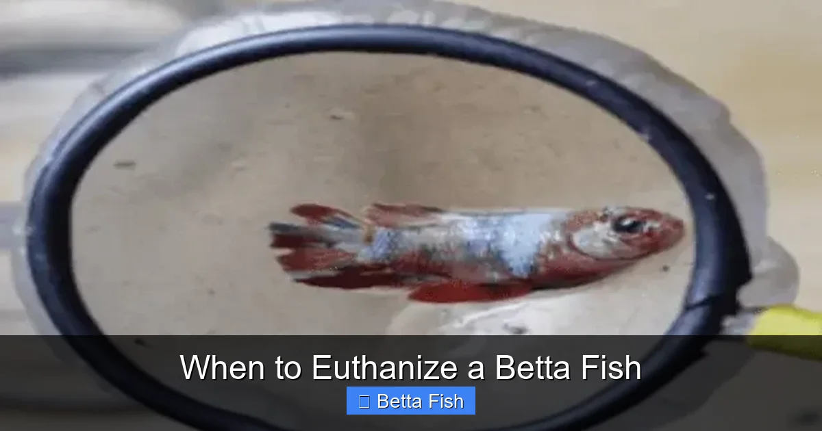 When to Euthanize a Betta Fish