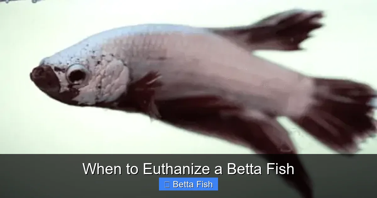 When to Euthanize a Betta Fish