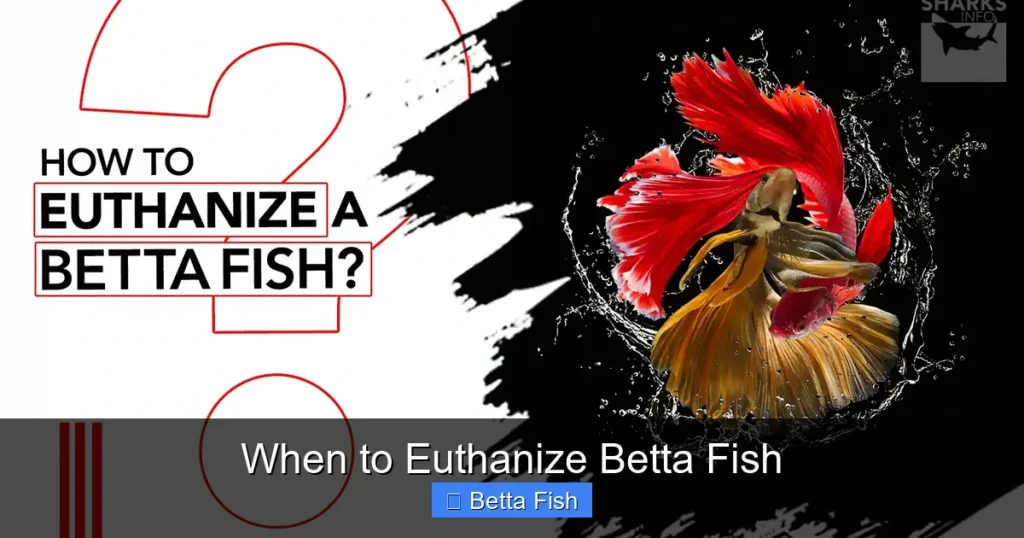 When to Euthanize Betta Fish