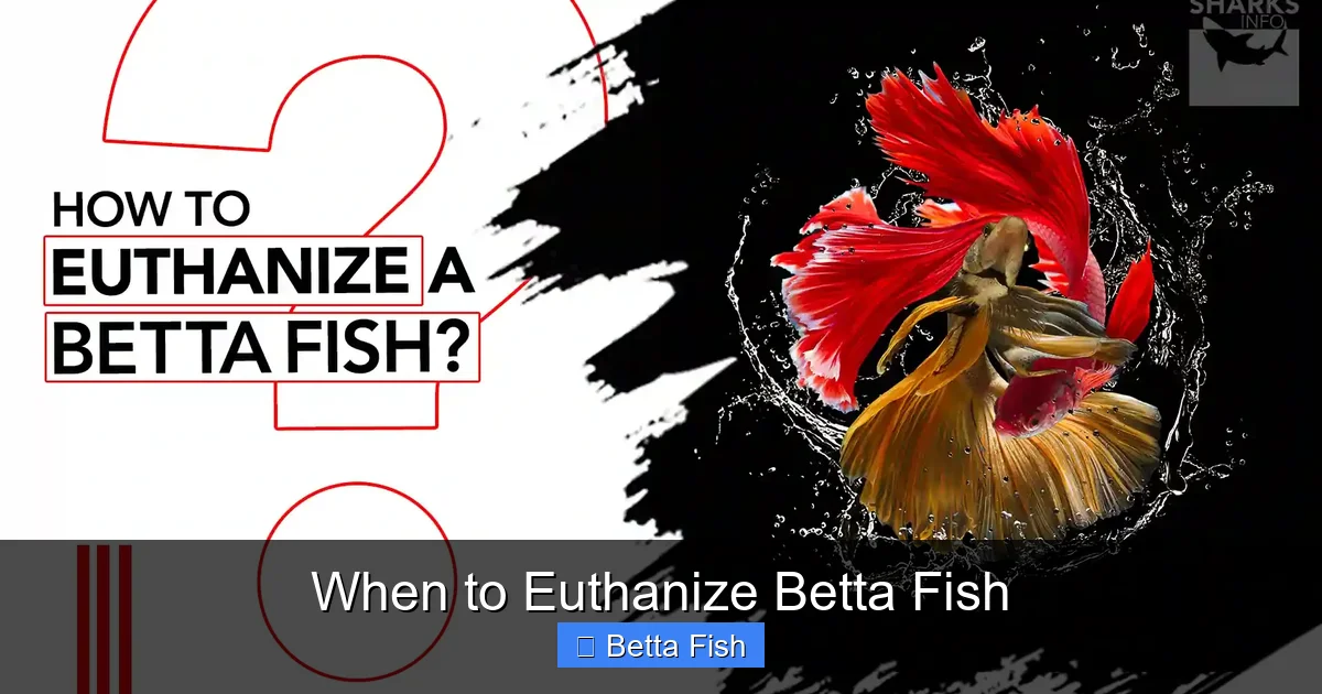 When to Euthanize Betta Fish