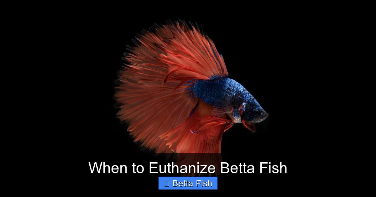 When to Euthanize Betta Fish