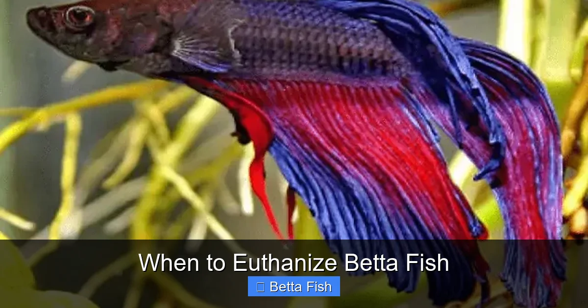When to Euthanize Betta Fish