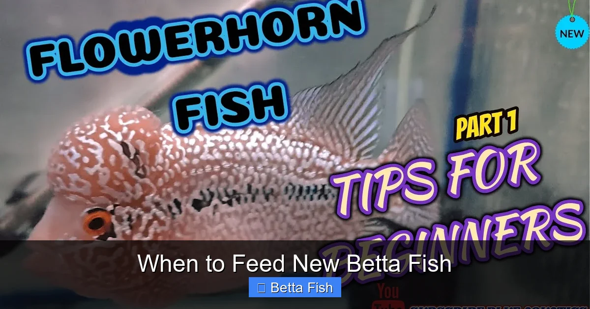 When to Feed New Betta Fish