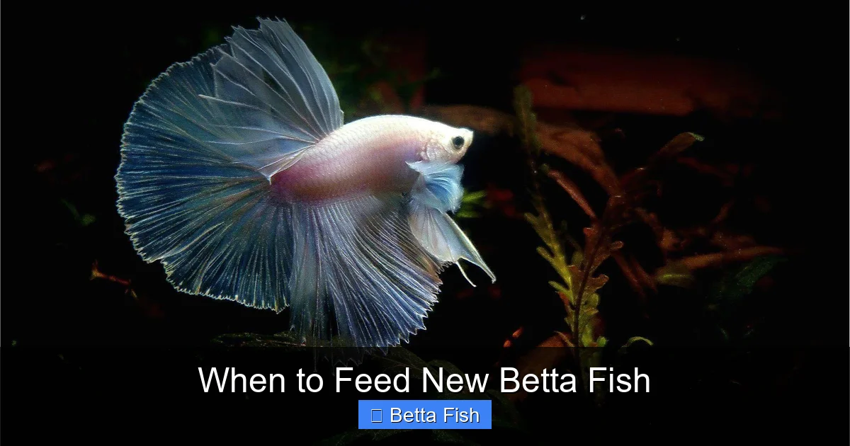 When to Feed New Betta Fish