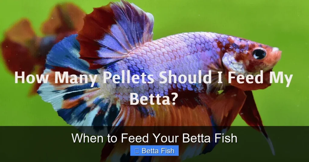 When to Feed Your Betta Fish