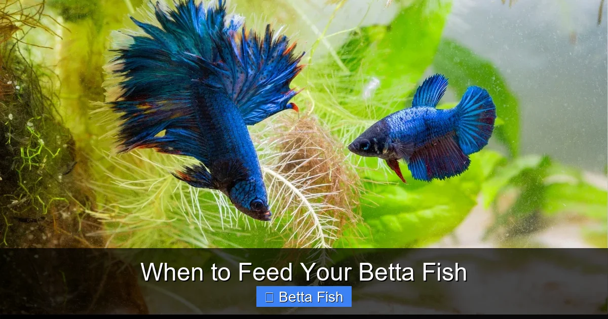 When to Feed Your Betta Fish