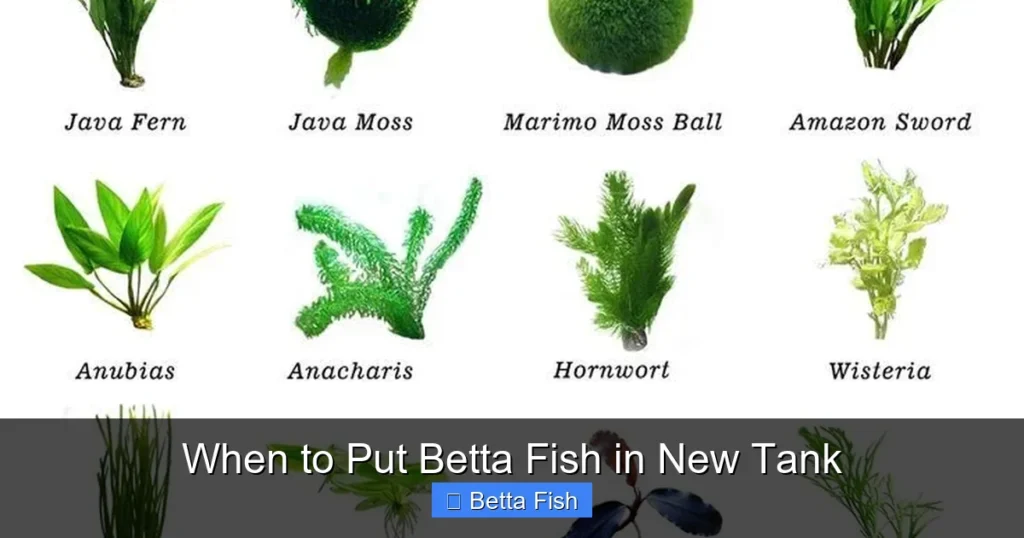 When to Put Betta Fish in New Tank